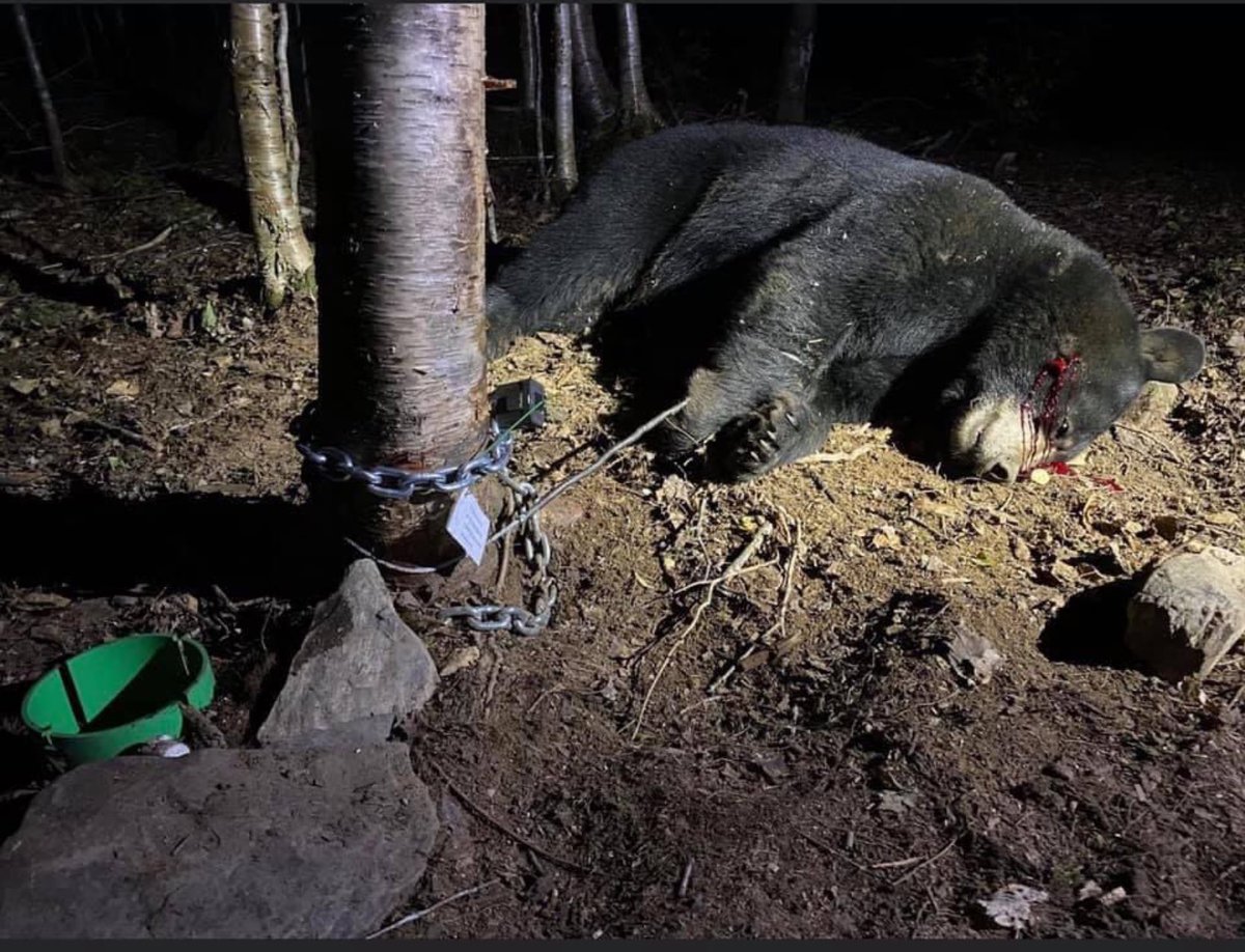 How can some humans enjoy inflicting pain, fear & suffering on wildlife? This is bear trapping in Maine. It’s 2023 & we can all help by retweeting!🤬 🙏🏼RT #BanTrapping @rickygervais @tarastrong @Lin11W @_Pehicc @SARA2001NOOR @Angelux1111 @POTUS @domdyer70 @louisa1000 @DidiFrench