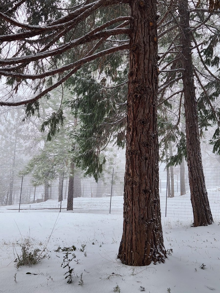 My beautiful front yard ❄️☃️