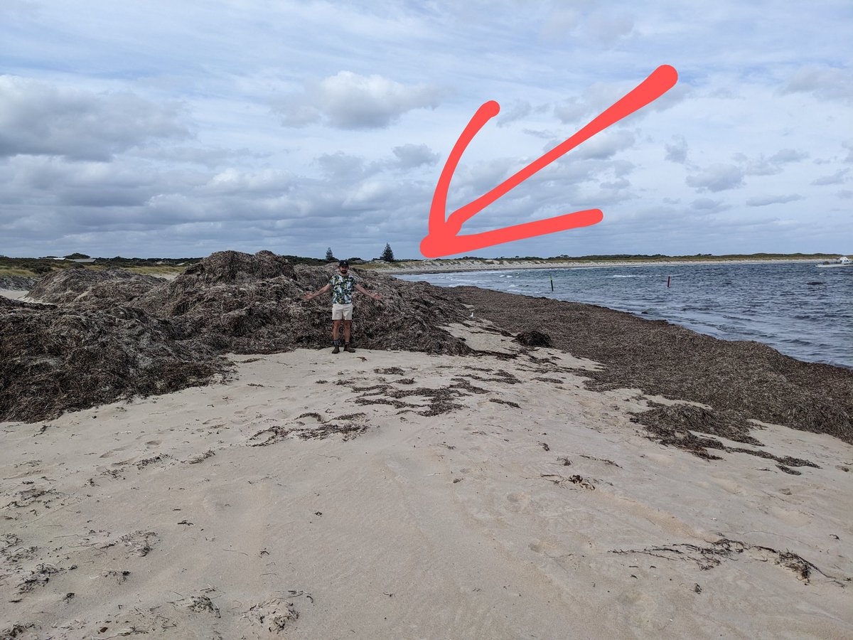 PWaryszak's tweet photo. Windy Harbour beach welcomed us with a pile of beach biomass = beach wreck made of washed up kelp mostly #WABlueFieldwork
Sometimes we found a leaf blade of something that might be Posidonia coriacea from afar: https://t.co/1UvXgPgbni https://t.co/8EUkGRFTqB