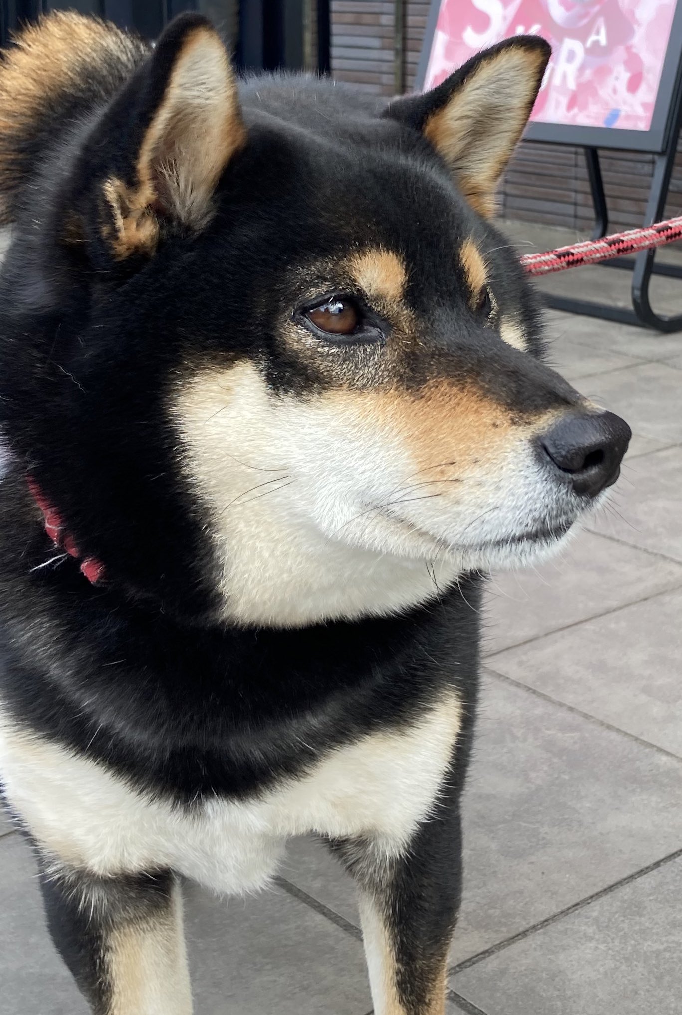 黒柴様 | medservice.ee