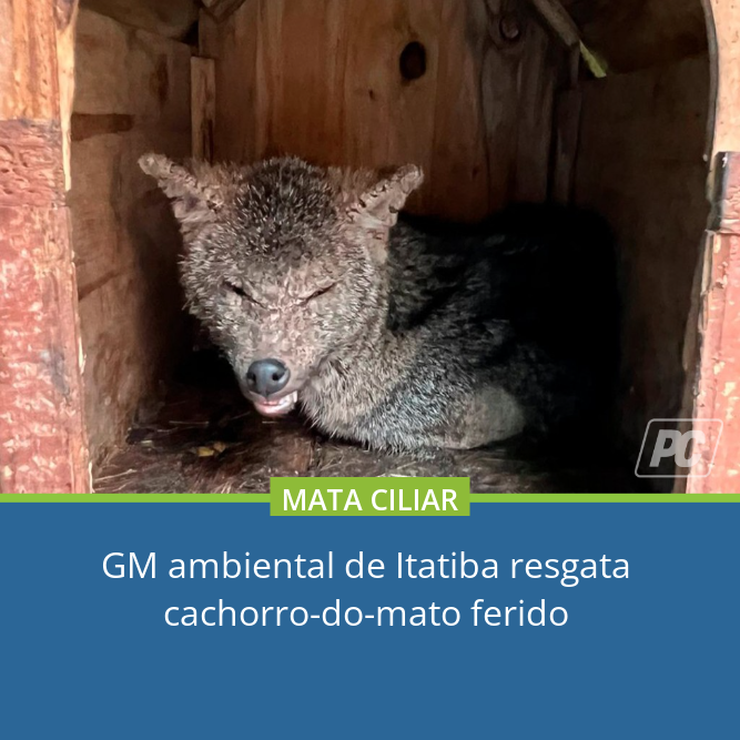 pdcItatiba's tweet photo. GM AMBIENTAL: O animal foi resgatado e levado para a Associação Mata Ciliar em Jundiaí, onde agora recebe os devidos cuidados.
Leia mais em: https://t.co/jrEoD84ksu
#itatiba #itatiba_sp #itatibacity #itatibasp https://t.co/iHnJsTMG12