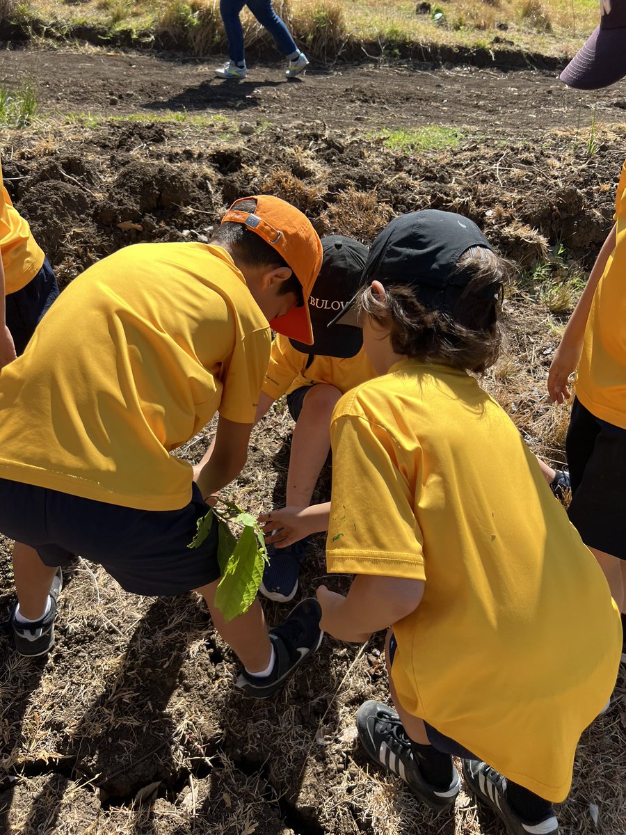 ELobsenz's tweet photo. Amazing to see student-initiated #action come to fruition! After planning and fundraising, ss were able to plant 30 trees! #studentvoice https://t.co/YmSeW1eDcb