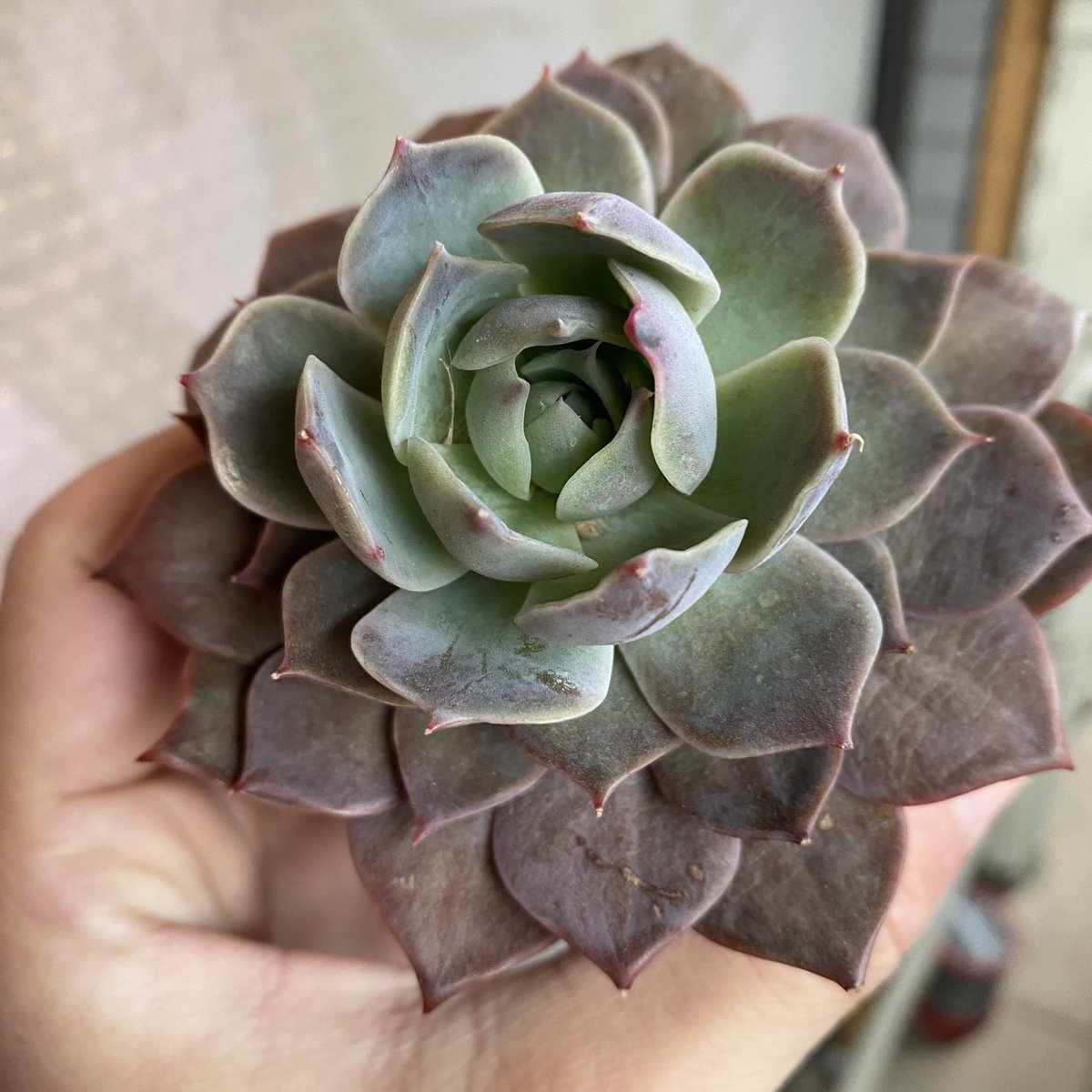 Tomgr13's tweet photo. 【エケベリア シムランスLS×リンゼアナ】
リンゼアナとシムランスの、中間くらいの色。花芽が出てきました!どっちの花が咲くかな??
#Echeveria #simulans #シムランス #リンゼアナ #lindsayana https://t.co/RldmKhuPpr