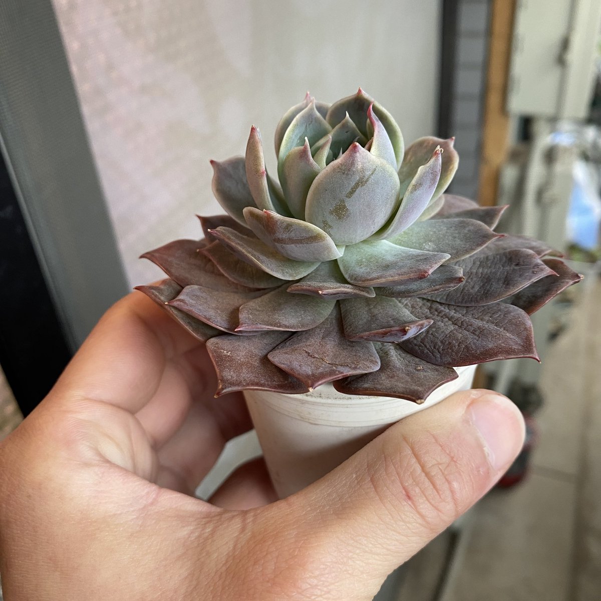 Tomgr13's tweet photo. 【エケベリア シムランスLS×リンゼアナ】
リンゼアナとシムランスの、中間くらいの色。花芽が出てきました!どっちの花が咲くかな??
#Echeveria #simulans #シムランス #リンゼアナ #lindsayana https://t.co/RldmKhuPpr