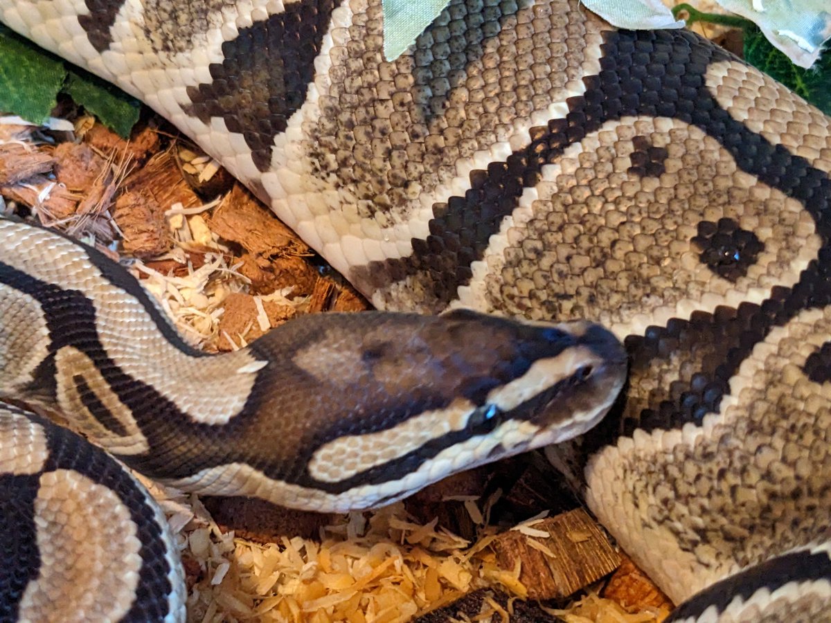snektangle's tweet image. Cookie Monster 🍪
#RoyalPython