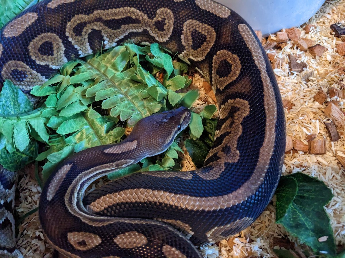 snektangle's tweet image. Cinnamon 🍫
#RoyalPython