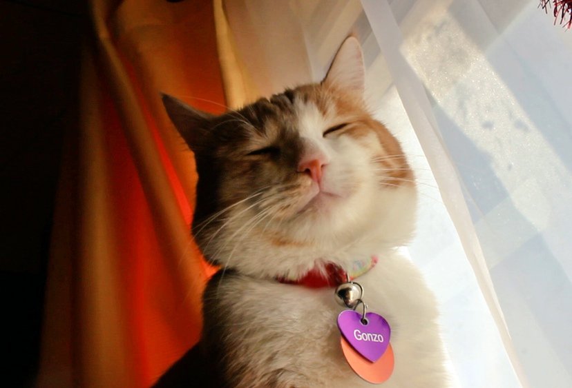 Gonzo Does Tweets🐈he/him tweet media