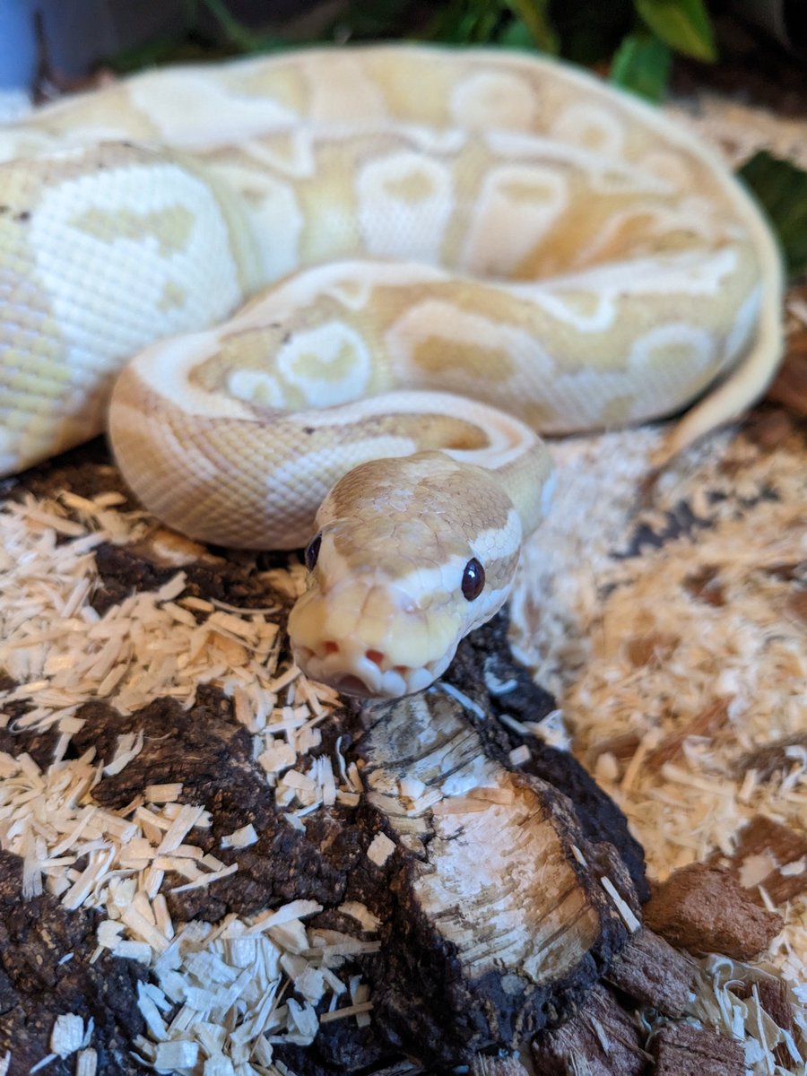 snektangle's tweet image. Ramen 🍜
#RoyalPython