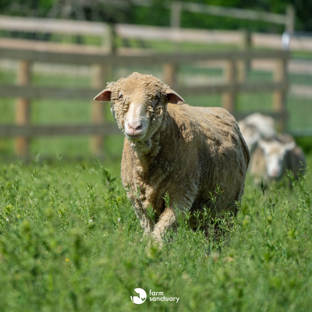 FarmSanctuary's tweet photo. The slaughterhouse workers called her “95." They had painted that number on her side — then added another red line on her back, likely marking her for death. Instead, Elli escaped &amp; was on the run for ten days before coming to sanctuary.

Happy rescue anniversary, sweet friend!💚 https://t.co/jaJAR7fi3g