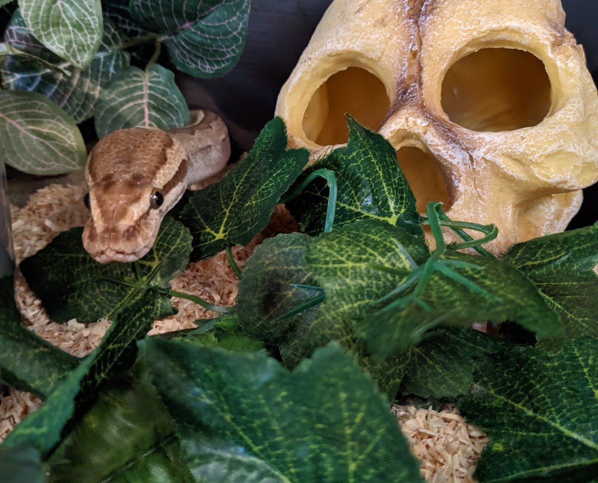 snektangle's tweet image. Pablo 💀
#RoyalPython