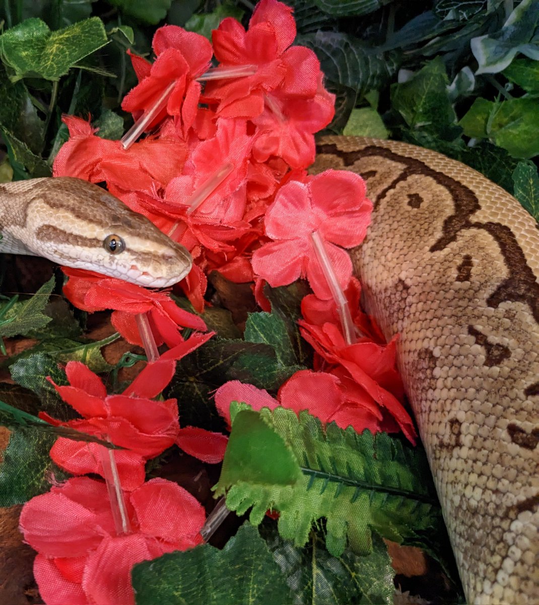 snektangle's tweet image. Pablo 💀
#RoyalPython