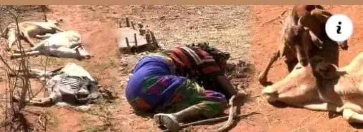 Sanyiikoo_Oromo's tweet photo. A devastating drought in Southern Oromia's #Borana region causing widespread suffering. Aid organizations must reach this region to save the remaining lives. @USAIDAfrica @WFPChief @UNDP @hrw @RedCross https://t.co/6DgIfwE4wC