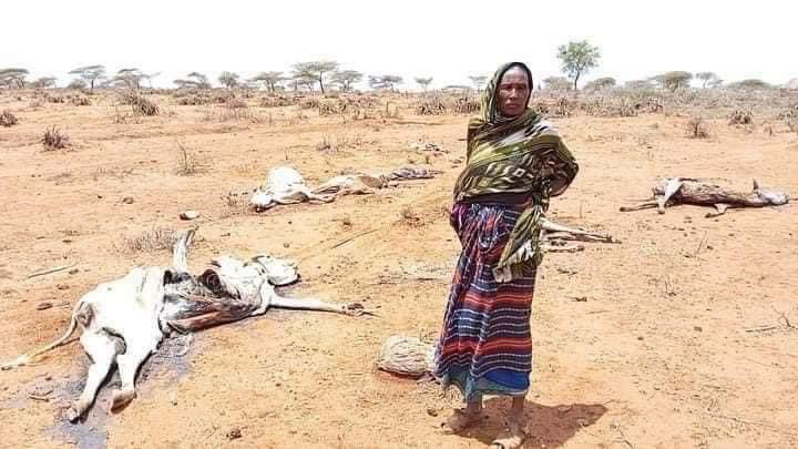 Sanyiikoo_Oromo's tweet photo. A devastating drought in Southern Oromia's #Borana region causing widespread suffering. Aid organizations must reach this region to save the remaining lives. @USAIDAfrica @WFPChief @UNDP @hrw @RedCross https://t.co/6DgIfwE4wC