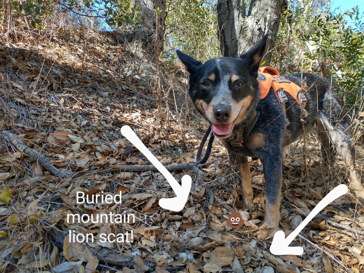 roguedetection's tweet photo. Never fear, even though the pumas strolled through *after* #ConservationDog Filson surveyed the area, he still found several piles of evidence (π©) that these cats utilize this area!
ππ½to partners, https://t.co/lMwsxn3adQ for sharing these π₯
#AttaBoy #ScatDog #WildlifeResearch https://t.co/pz84Er4jsy