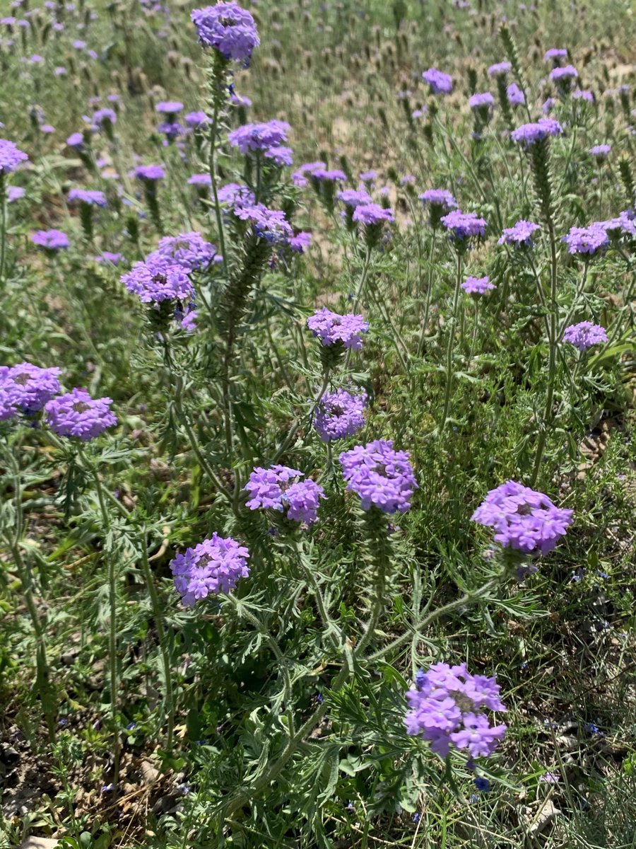 DeanWal37480822's tweet photo. Spring flowers. They are beautiful. https://t.co/edNjLocscu