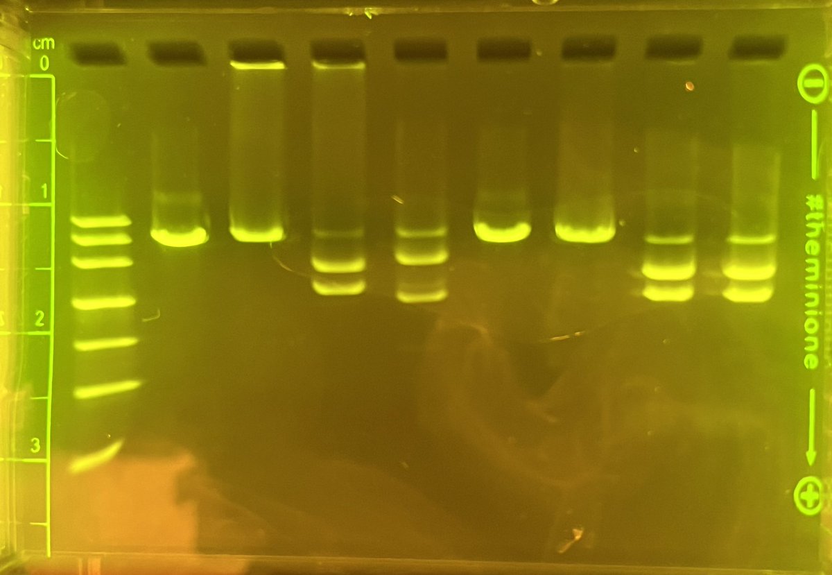 Nice results across the board from <a href="/miniPCR/">miniPCR bio</a> Chopped in vitro CRISPR lab. A good way to start my discussion.