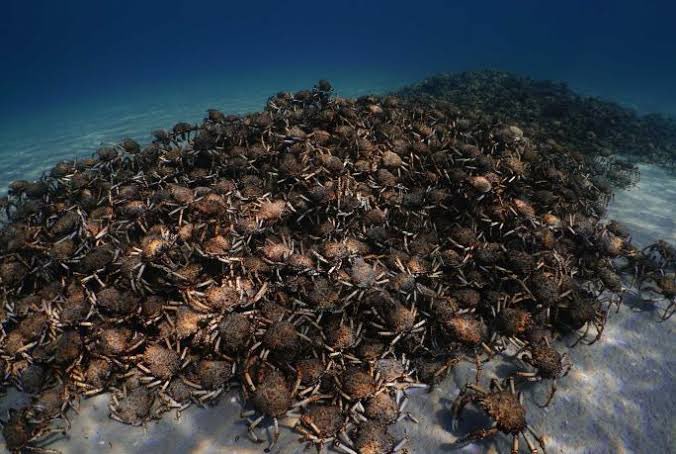 SaltwaterProjects ND (@pelican1) on Twitter photo Where do the Spidercrabs go? Every year they aggregate in spectacular fashion in Port Phillip Bay, perhaps to moult together? We don’t know. Acoustic tracking is one way to try to find out about their movements. <a href="/IMOS_AUS/">Integrated Marine Observing System</a> #spidercrabs Where do the Spidercrabs go? Every year they aggregate in spectacular fashion in Port Phillip Bay, perhaps to moult together? We don’t know. Acoustic tracking is one way to try to find out about their movements. <a href="/IMOS_AUS/">Integrated Marine Observing System</a> #spidercrabs