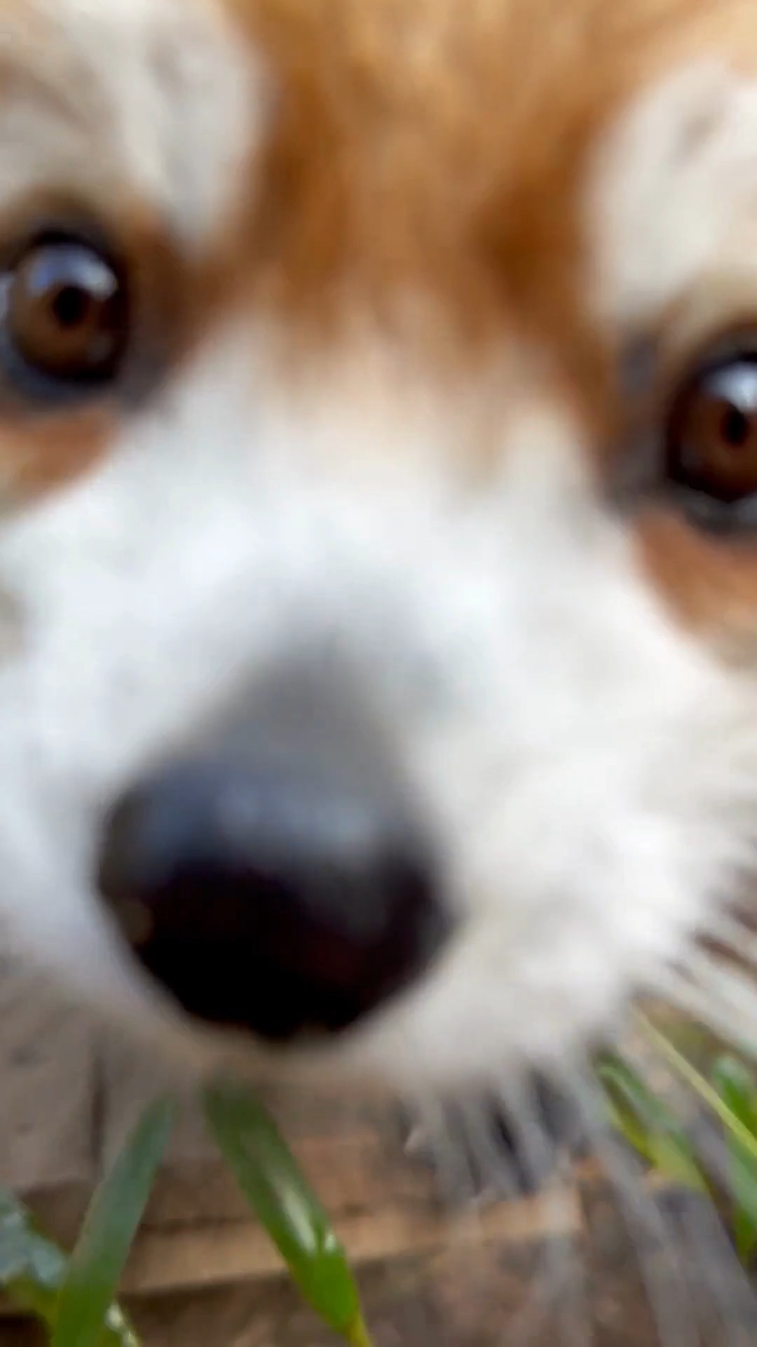 Philly Zoo on Twitter: *looking for apples* t.coqdcddrvkEa 