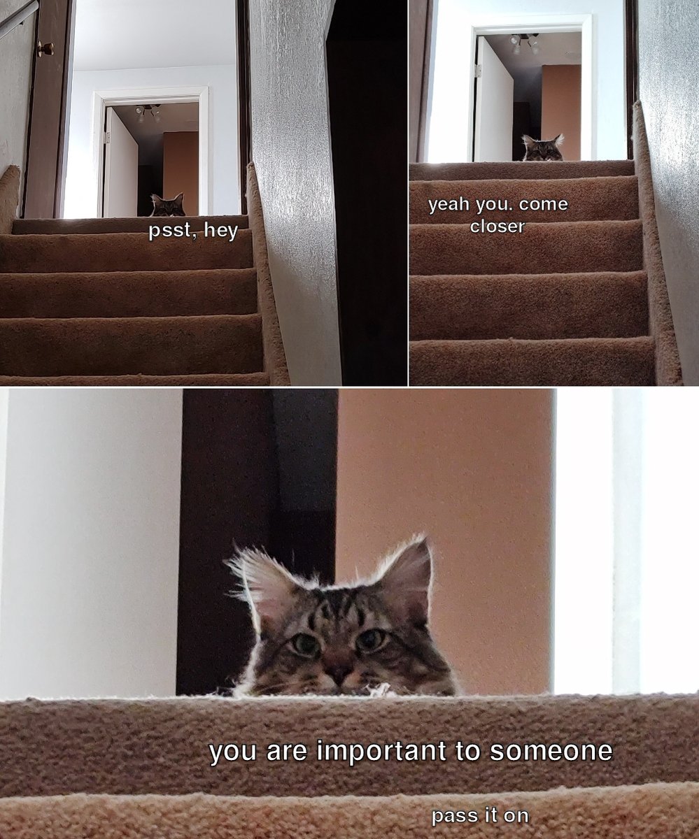 WholesomeMeme's tweet photo. https://t.co/Q59no2Pwmy