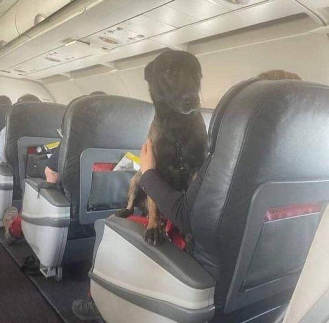 #Agradecimiento Turquía🇹🇷 no permitió que los perros rescatistas viajen de vuelta a sus países de origen en la bodega de equipaje.
Volvieron a casa en las aerolíneas turcas en asientos de primera clase.