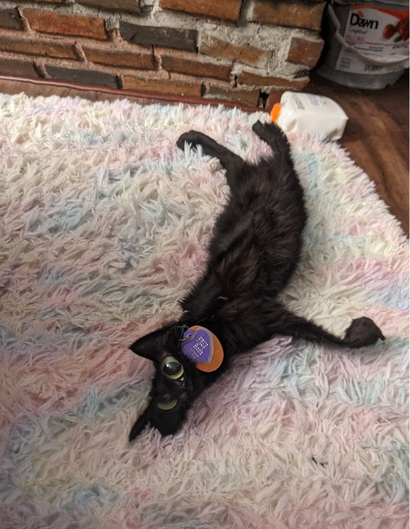 cats being scrunched tweet media