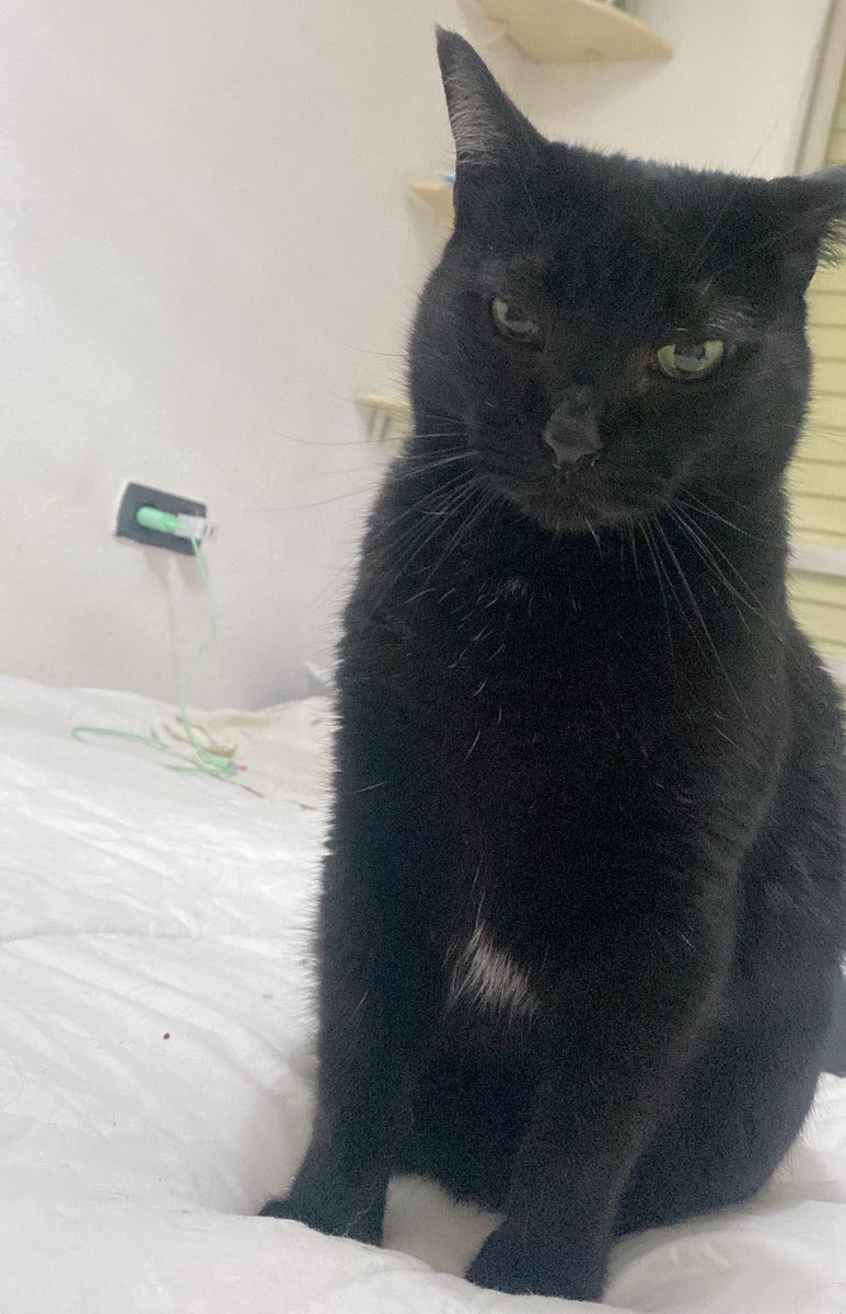 anndreagn15's tweet photo. Con esa cara a ver quien se atreve a entrar en mi habitación mientras yo no estoy 🤬 es el #pacosecurity https://t.co/U5v6dZqZ6D