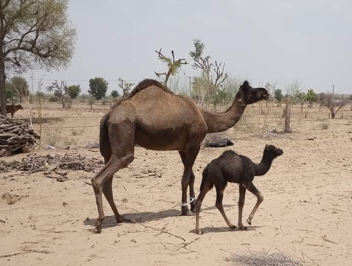 गाय 🐄 के बच्चें को हम बछड़ा कहते है.... क्या आप जानते हो ऊंटनी 🐫 के बच्चें को क्या कहते है....?? 

#Camels #थार_रेगिस्थान #Rajasthan
