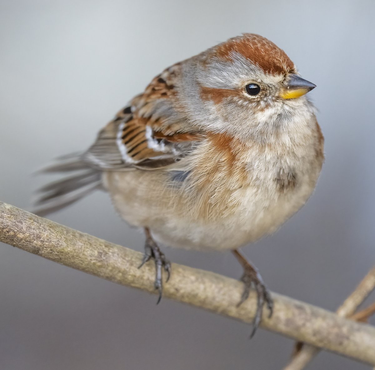 Close up of the sweet American Tree Sparrow.