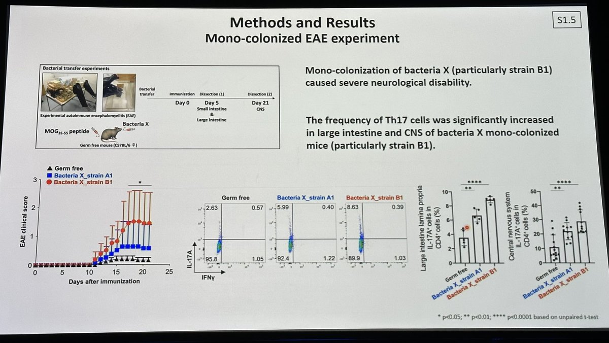 drbarrysinger's tweet image. Takewaki:  Bacteria X strain B1 associated with secondary-progressive #MS #SPMS. Has flagella that can bind to colon. Induces pro-inflammatory Th17 immune cells.  #ACTRIMS2023 #ACTRIMSForum #microbiome