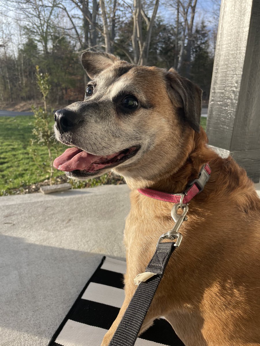 LunaMarieLeo's tweet photo. Mom and I got to sit on the porch for a little bit today. We need to do this for about 11 hours each day!! 
#porchlife https://t.co/9wqGQjGyia