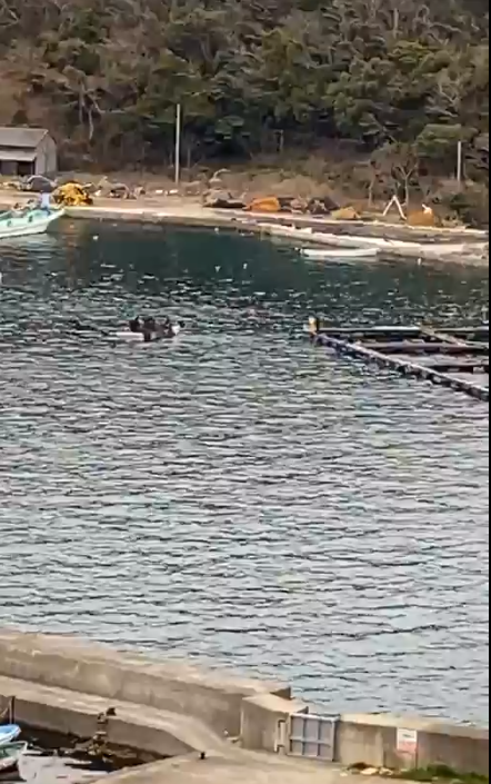 XMANisey's tweet photo. #TaijiJAPAN🇯🇵: ..whilst a short distance away they're building additional #SeaPens for this new batch, hoping for lucrative sales to resume but some of these approx 200 #dolphins already in pens have been there for over 2 years, as sales never picked up since the pandemic!🐬💔 https://t.co/0TD3z3Yi77
