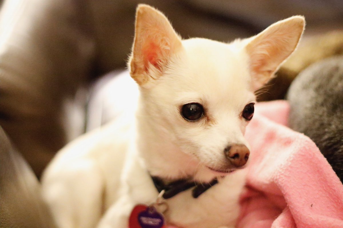 shutupsprinkles's tweet photo. I am usually the person to push fundraisers for my friends when they or their families are in need of assistance.

This time, I find myself needing assistance to cover vet bills.

https://t.co/arHs8W1CJI https://t.co/Fn7U1icly1