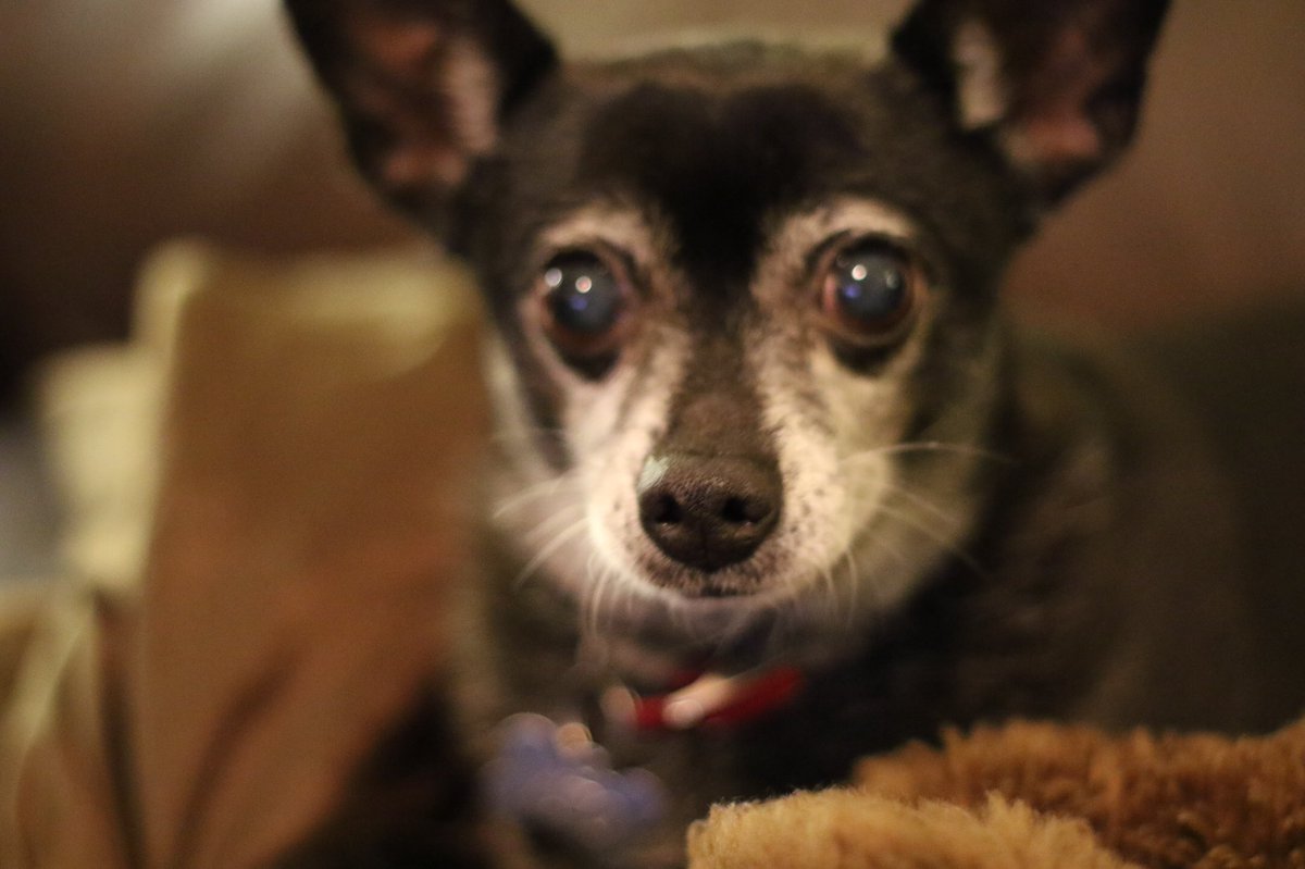 shutupsprinkles's tweet photo. I am usually the person to push fundraisers for my friends when they or their families are in need of assistance.

This time, I find myself needing assistance to cover vet bills.

https://t.co/arHs8W1CJI https://t.co/Fn7U1icly1