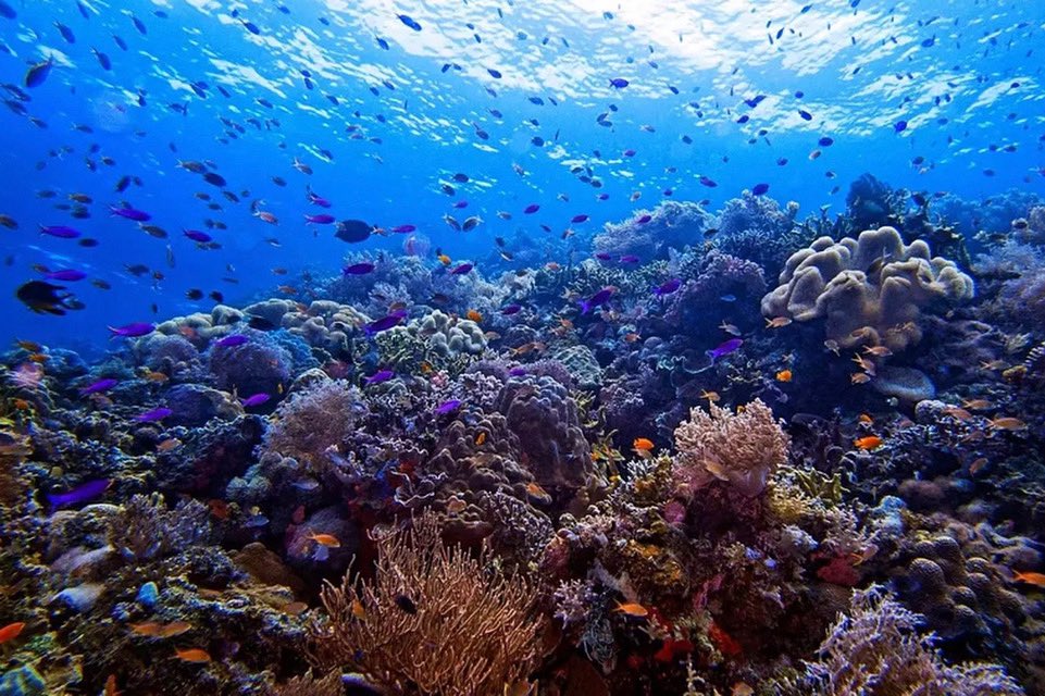 ICRS Student & Early Career Chapter tweet media