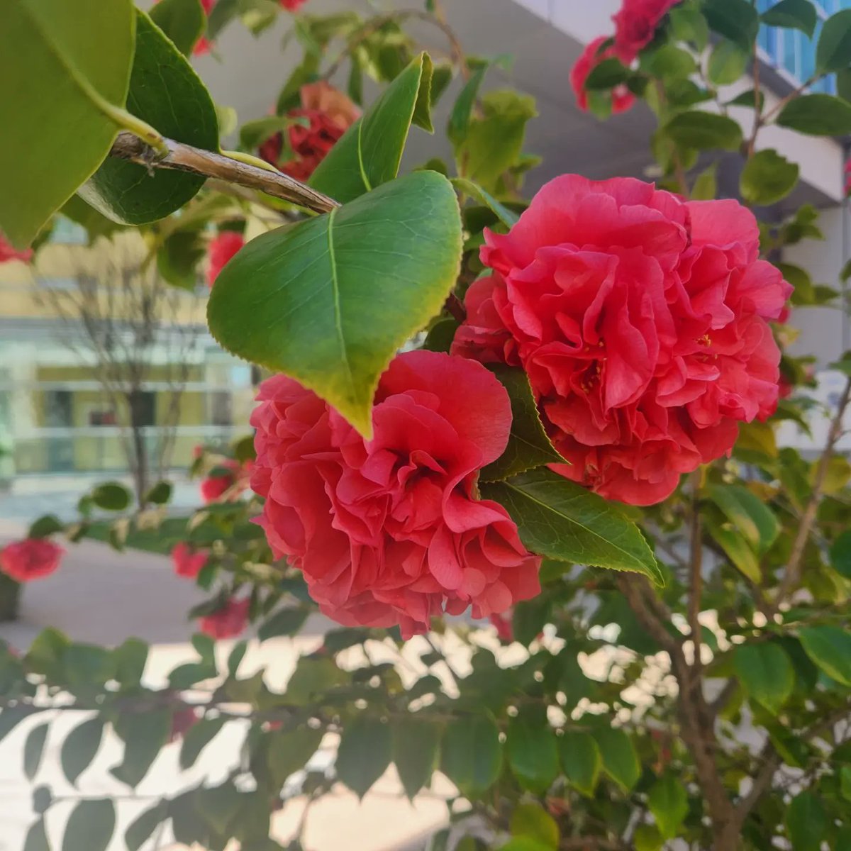 MD_Dupe's tweet photo. Happiness can be found even in the darkest of times, if one only remembers to turn on the light #FlowersofKaiser https://t.co/z6wMyXxmGd