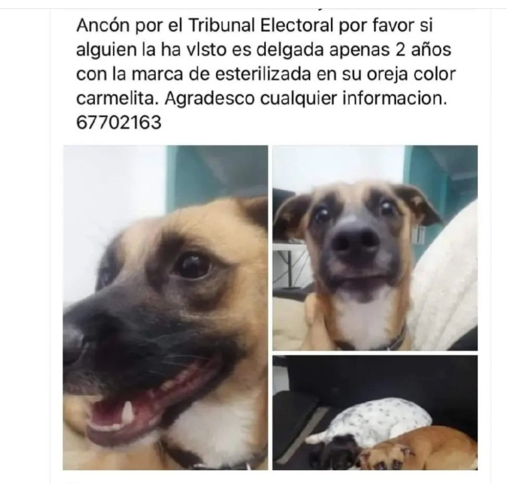 SE BUSCA A NANA
SU MAMA HUMANA SALE TODOS LOS DÍAS A VER SI LA ENCUENTRA 
FAVOR COMPARTIR 
<a href="/tepanama/">Tribunal Electoral</a> 
 <a href="/AnconNews/">Ancón News</a> 
@JCAncon