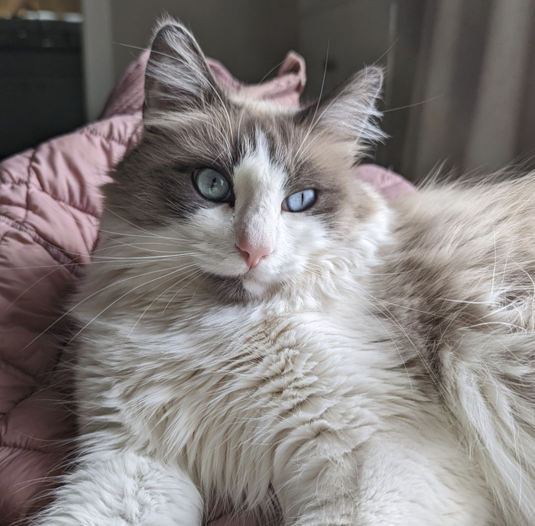 FluffyRagdolls's tweet photo. Do you ever just stare into space?? #RagdollsofTwitter https://t.co/xUfmeKYkvw