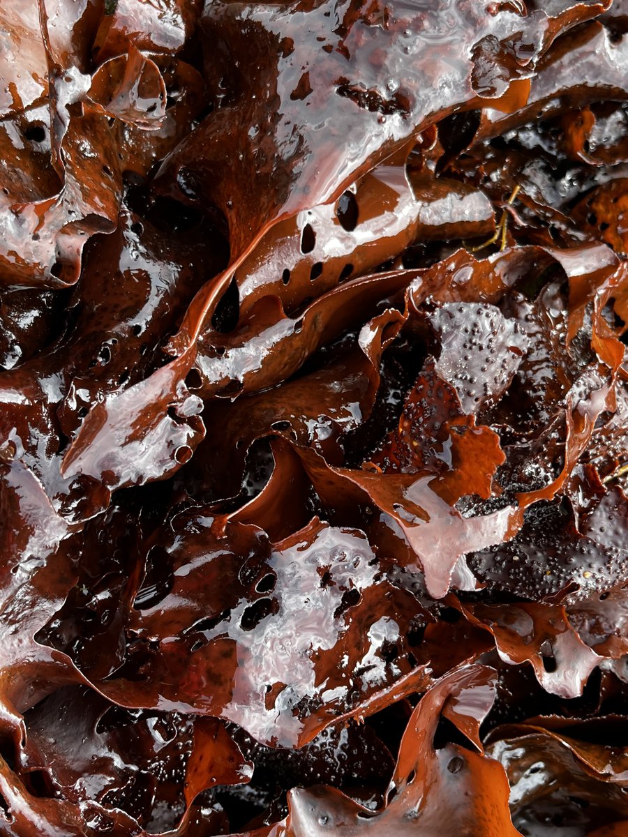AlgaLab's tweet photo. Macroalgas antárticas 😍 🇦🇶🐧.
Hoy les presentamos el alga roja “Curdiea racovitzae".
#Algas #AlgasAntarcticas #Seaweeds #Antarcticseaweeds #Rhodophyta #AlgasRojas #Antarctica #Gracilariales #ECA59 #CentroIDEAL #AlgaLAB #centroimar #nucleomileniomash #ulagos #CeBiB https://t.co/TATEXrIhwm
