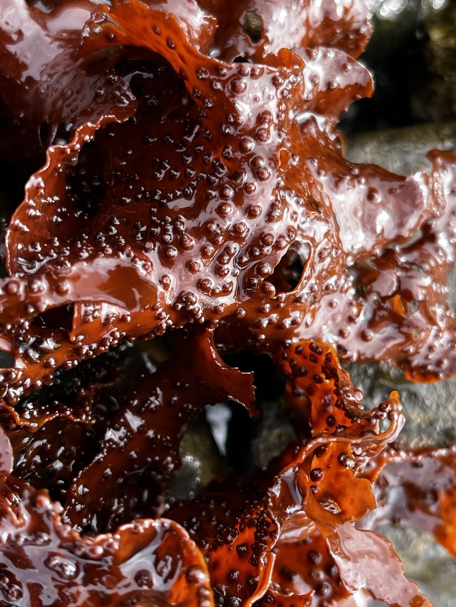 AlgaLab's tweet photo. Macroalgas antárticas 😍 🇦🇶🐧.
Hoy les presentamos el alga roja “Curdiea racovitzae".
#Algas #AlgasAntarcticas #Seaweeds #Antarcticseaweeds #Rhodophyta #AlgasRojas #Antarctica #Gracilariales #ECA59 #CentroIDEAL #AlgaLAB #centroimar #nucleomileniomash #ulagos #CeBiB https://t.co/TATEXrIhwm