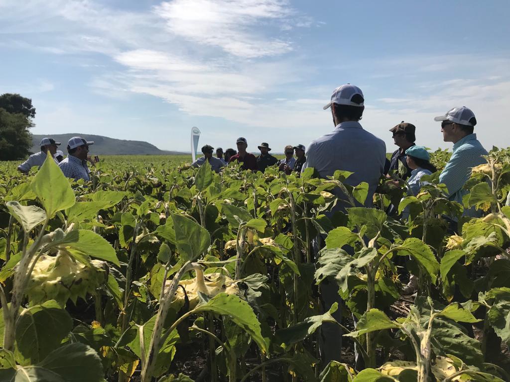 JuliMainero's tweet photo. Excelente Entrenamiento de girasol @NKSemillas en 🚩Azucena-Tandil
Vimos:
🔹Menejo por ambiente #ManejoEspecifico 📍
🔹Portfolio de híbridos de 🌻
Y sobre, todo compartimos un lindo día de campo con colegas y amigos 💪🏼
@Cristinabornat2
@augustoprieto13
@luisblancosa https://t.co/ee0j6gMkVy