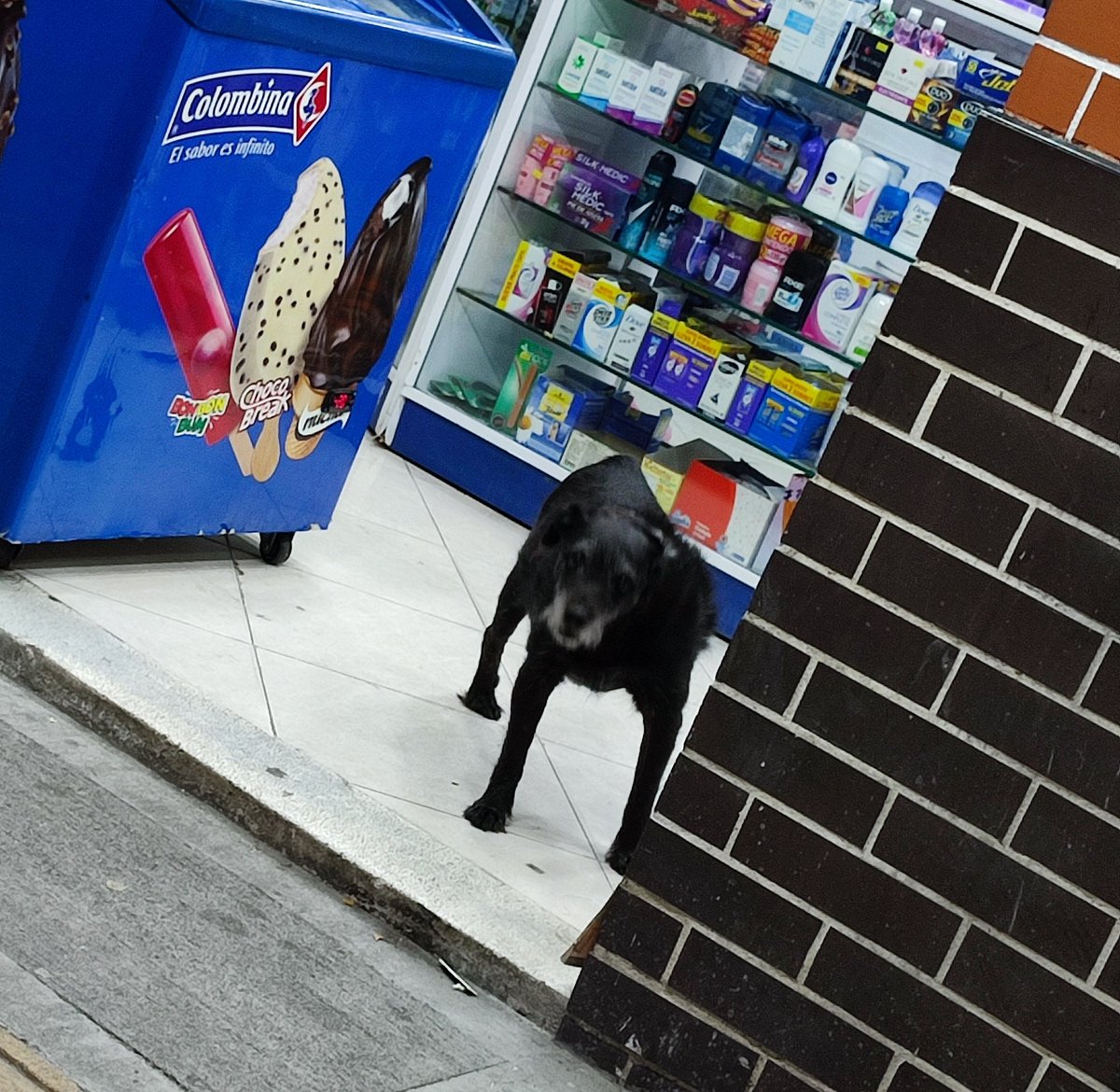 camilopillo's tweet photo. ¡Ahora ya sabemos que existen perros de cuatro, de dos y de tres patas! 😂 https://t.co/OwMgA9mE6b