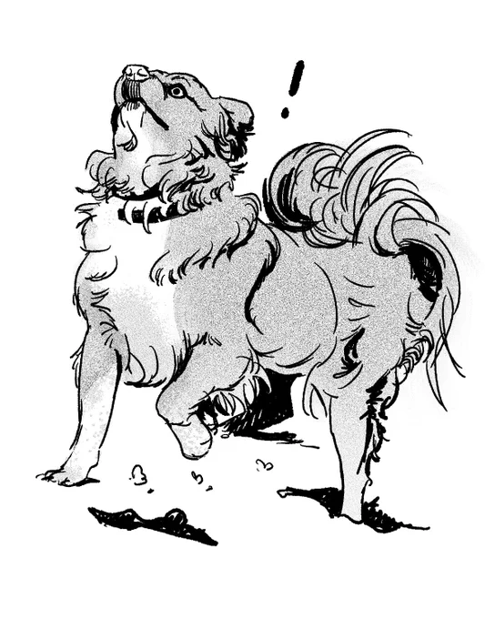 Here's Kurama, my little punk of a dog, affectionately nicknamed Kdrama for being a dramatic lil dick all of the time!!! I love him so much. 