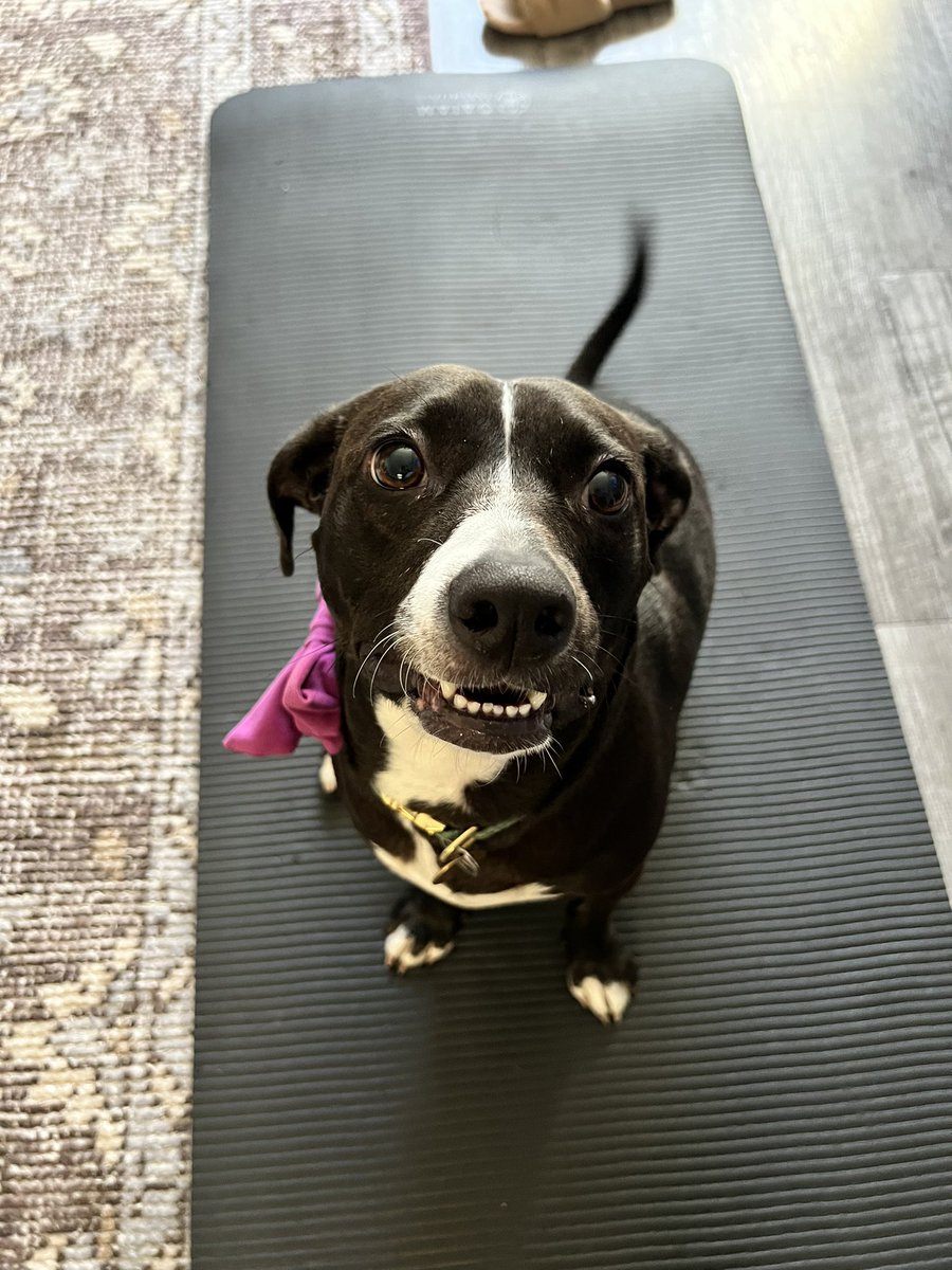LizColburn's tweet photo. @theouai Would be the best fur bebe product yet? Just as long as @jenatkinhair sends me and Piper some samples 😉 https://t.co/SPFDyWJJEK