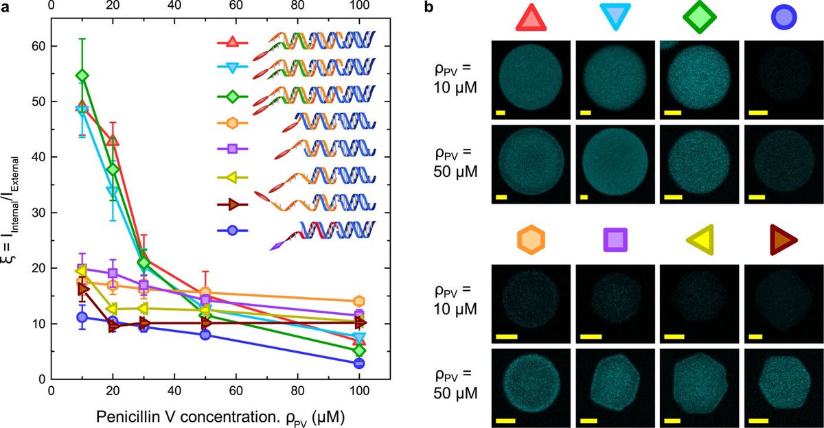 Influence of hydrophobic moieties on the crystallization of amphiphilic DNA nanostructures
aip.scitation.org/doi/full/10.10…