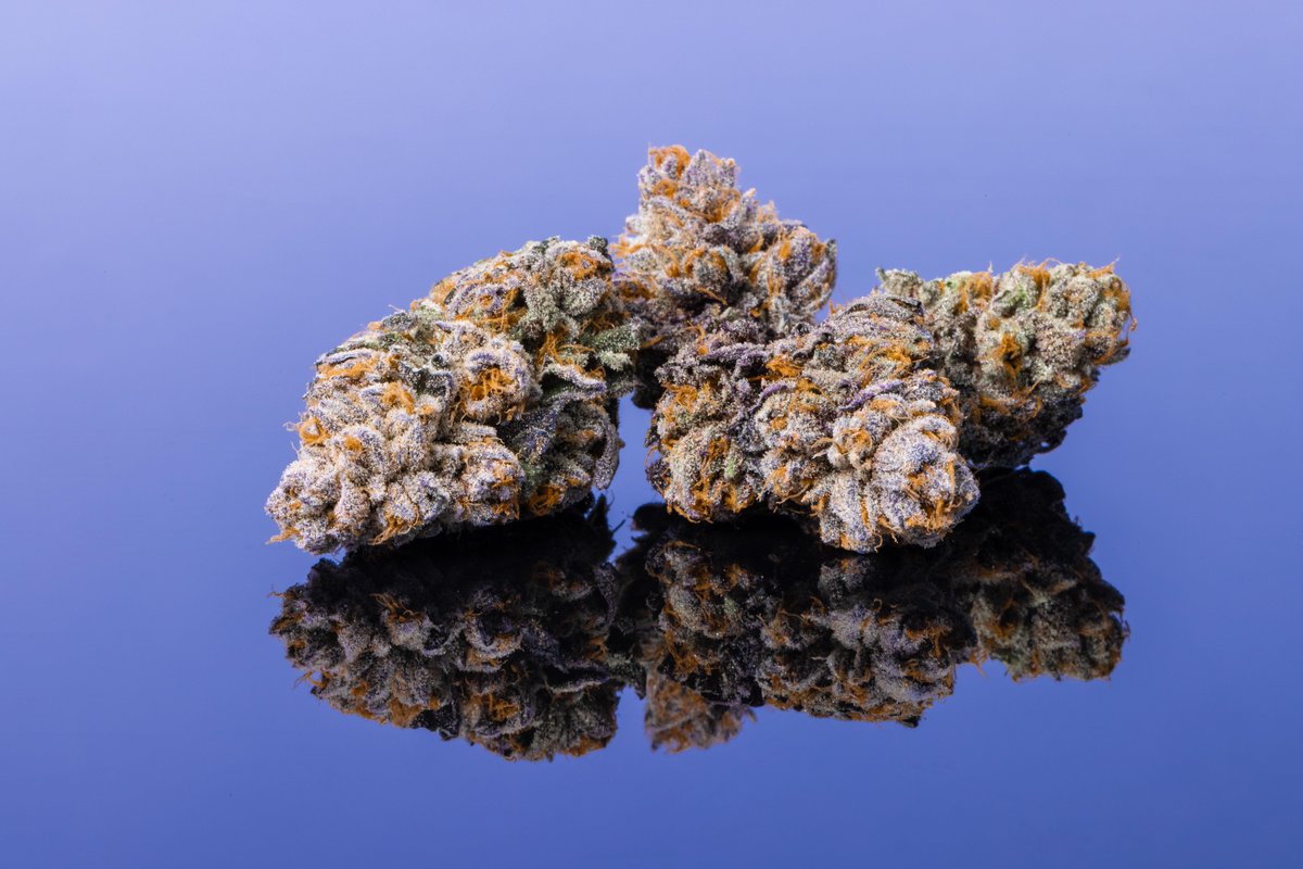 Cookies 🍪 on Twitter "{ The Doggy Bagg } at bernersbyGDF 💪🏽"