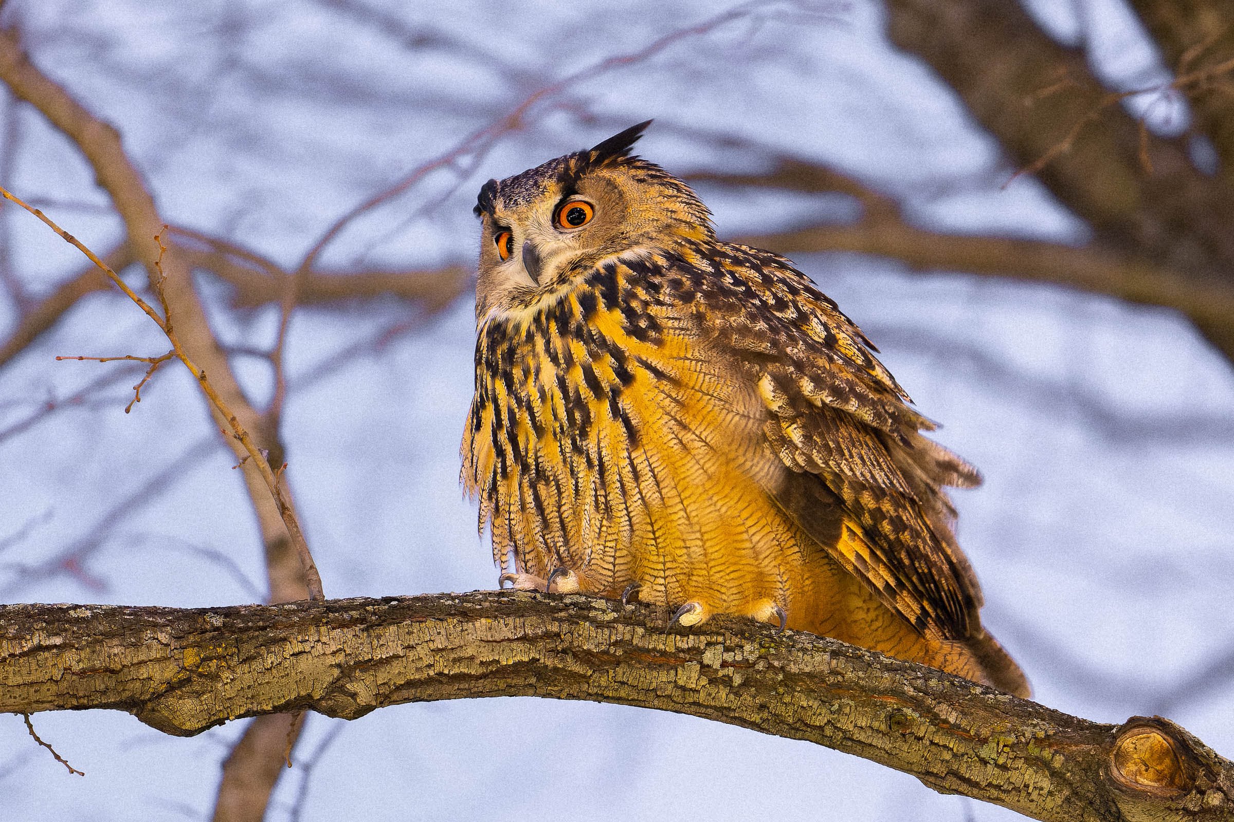 David Lei (davidlei) / Twitter