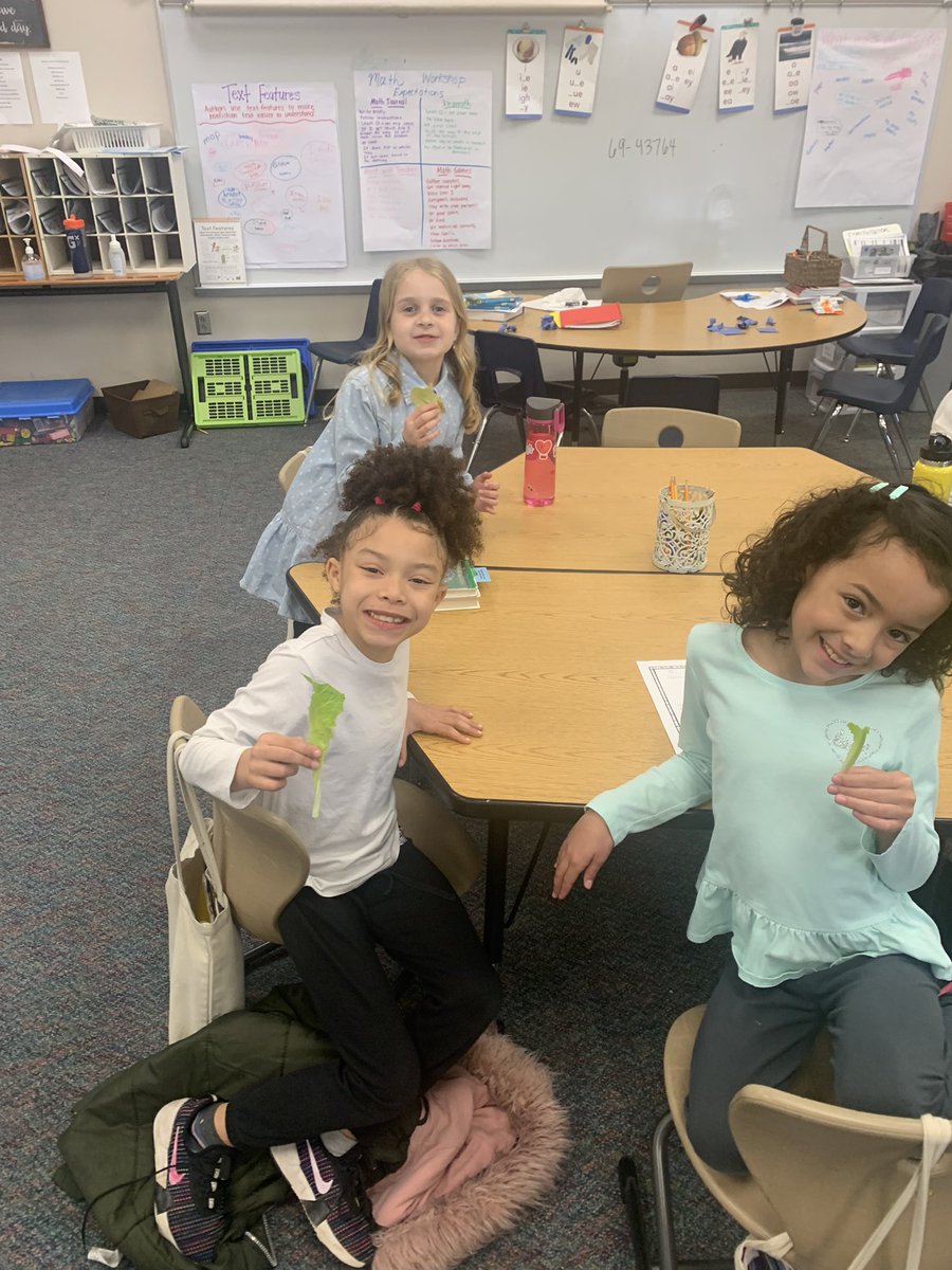 MrsO_TCE's tweet photo. Today we sampled our romaine lettuce from our hydroponic garden. One student said it was the best lettuce he’s ever had! Thank you for this opportunity, @Daniel1Teach! #TCECardinals https://t.co/PXinvsMeaf
