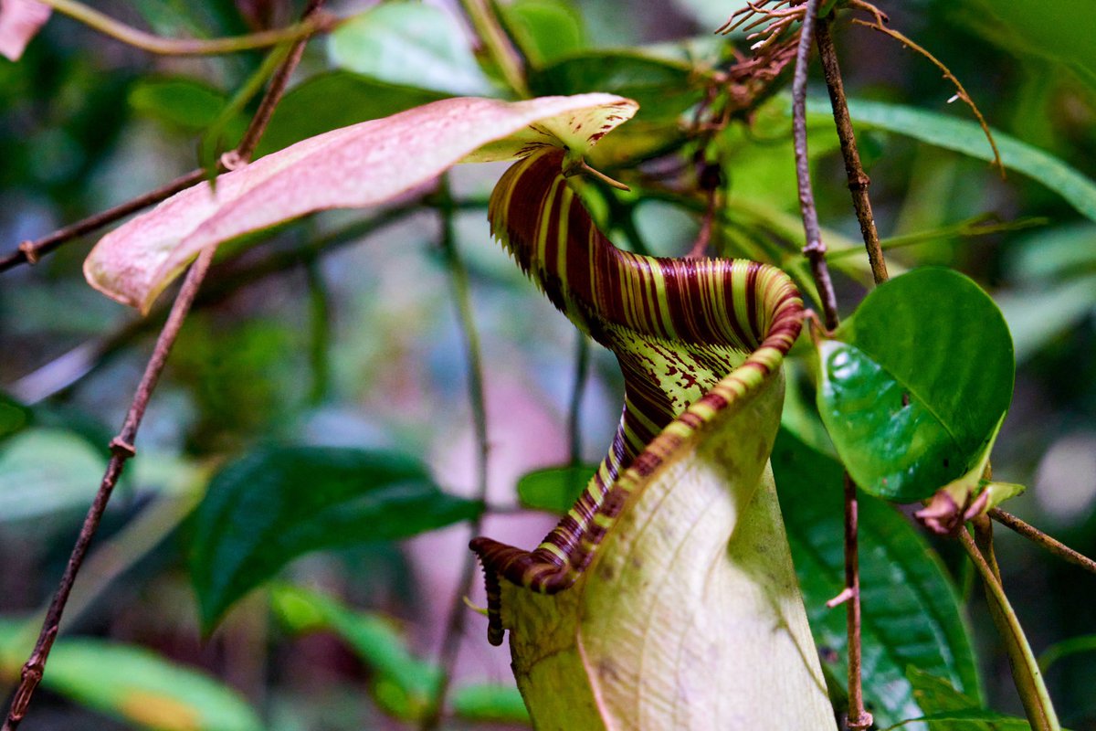 OgaryMigas's tweet photo. Nepenthes veitchii https://t.co/ENpL4ImQDD