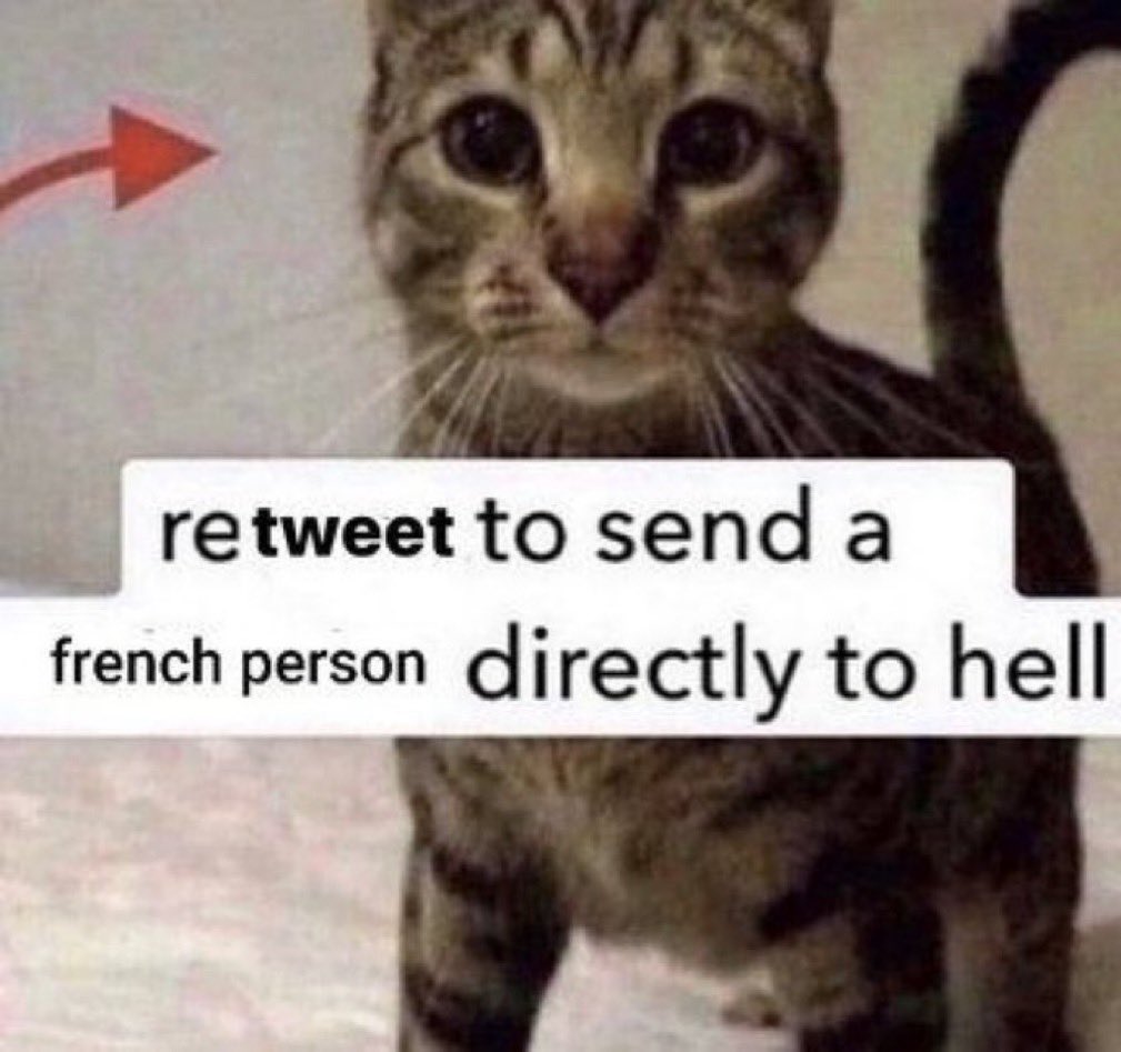 🎀 tweet media