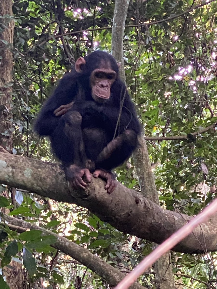 Dan Springer (@dandspringer) on Twitter photo Went to Tanzania to see <a href="/JaneGoodallInst/">Dr. Jane Goodall & the Jane Goodall Institute</a> and her chimps. Life changing. Went to Tanzania to see <a href="/JaneGoodallInst/">Dr. Jane Goodall & the Jane Goodall Institute</a> and her chimps. Life changing.